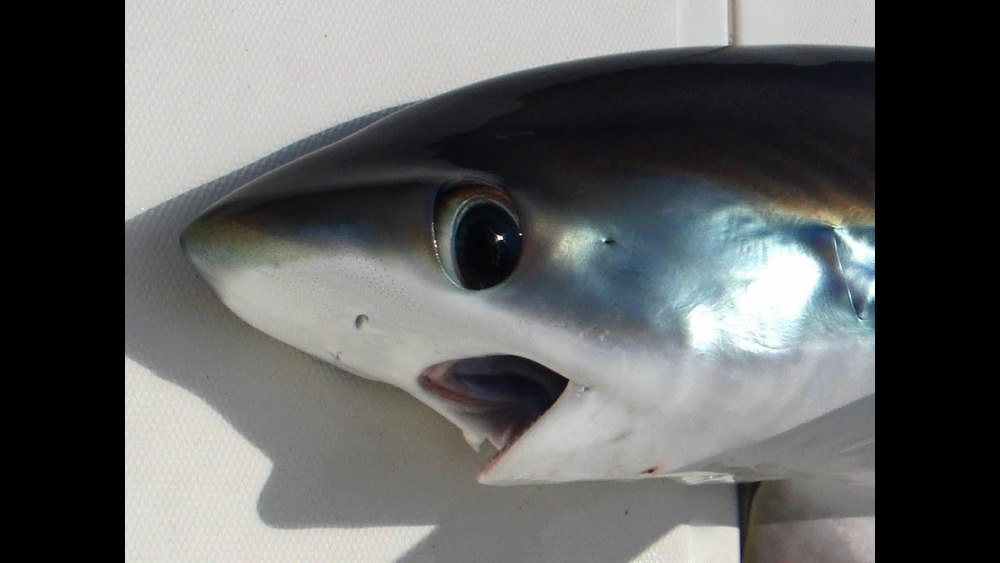 Пелагическая Лисья акула