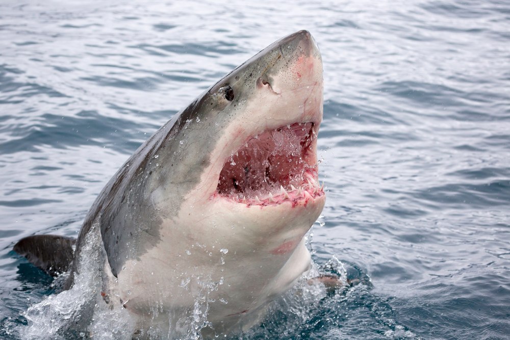 Great White Shark , Carcharodon carcharias,