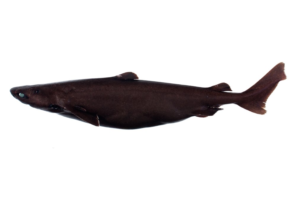 Катран акула