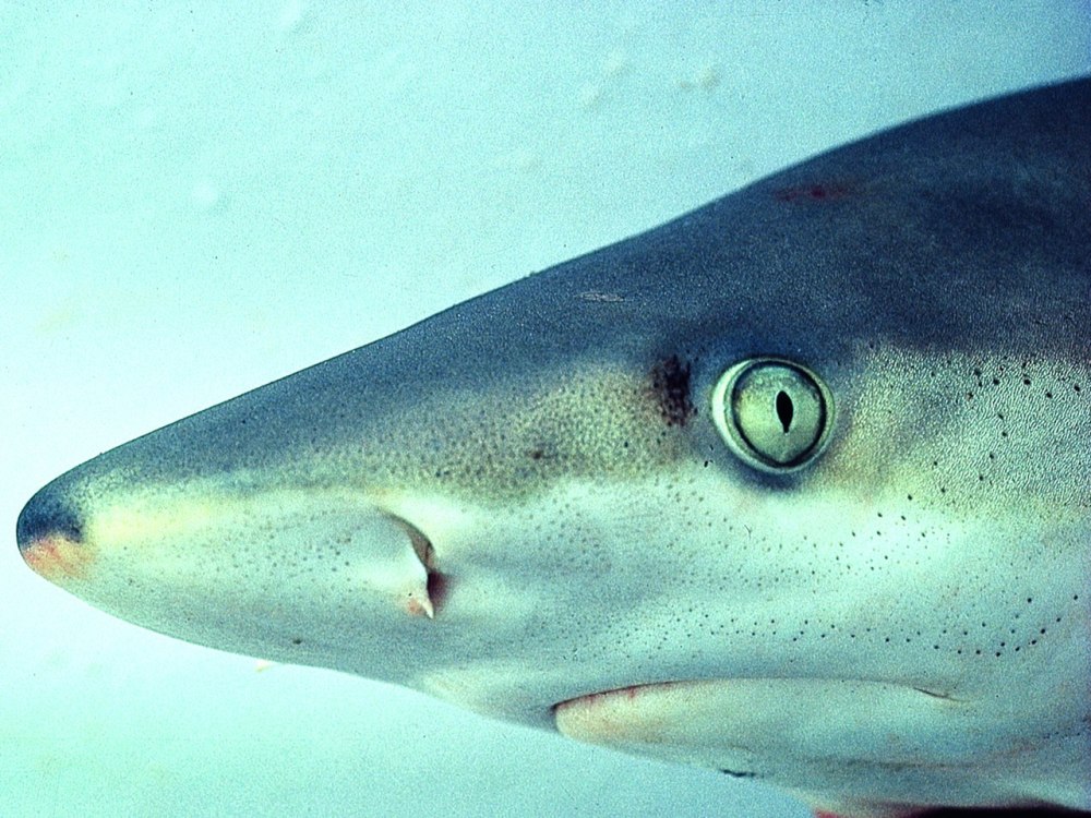 Carcharhinus acronotus
