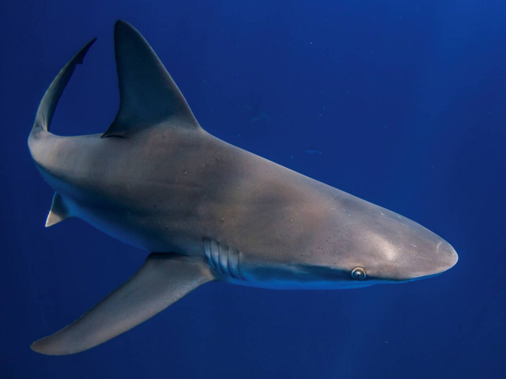Акула фото