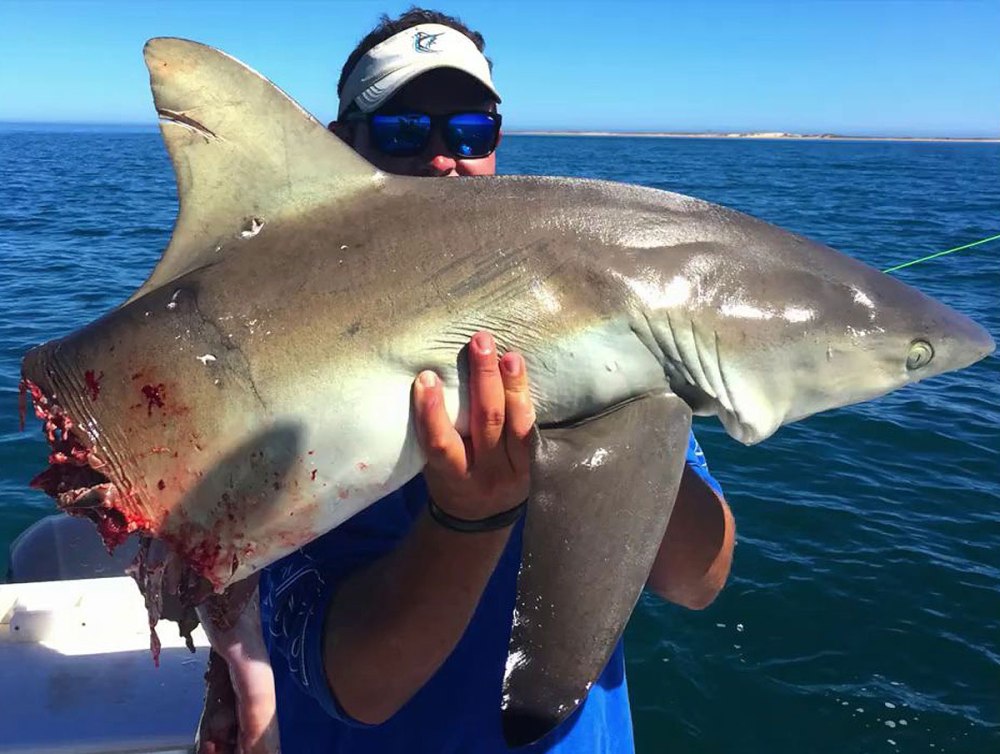 Акуленок катрана