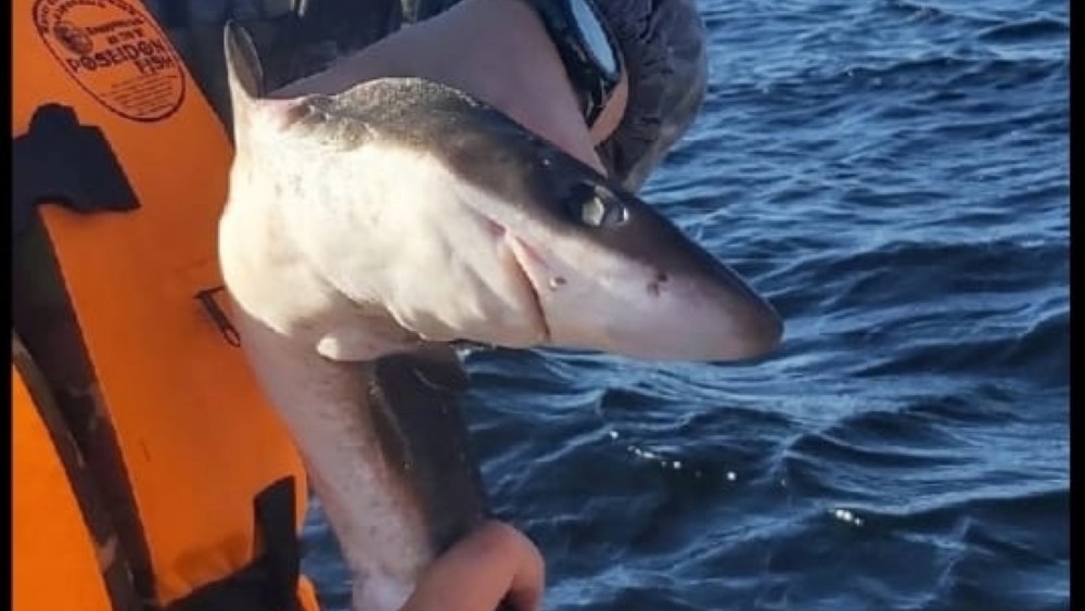 Огромная акула