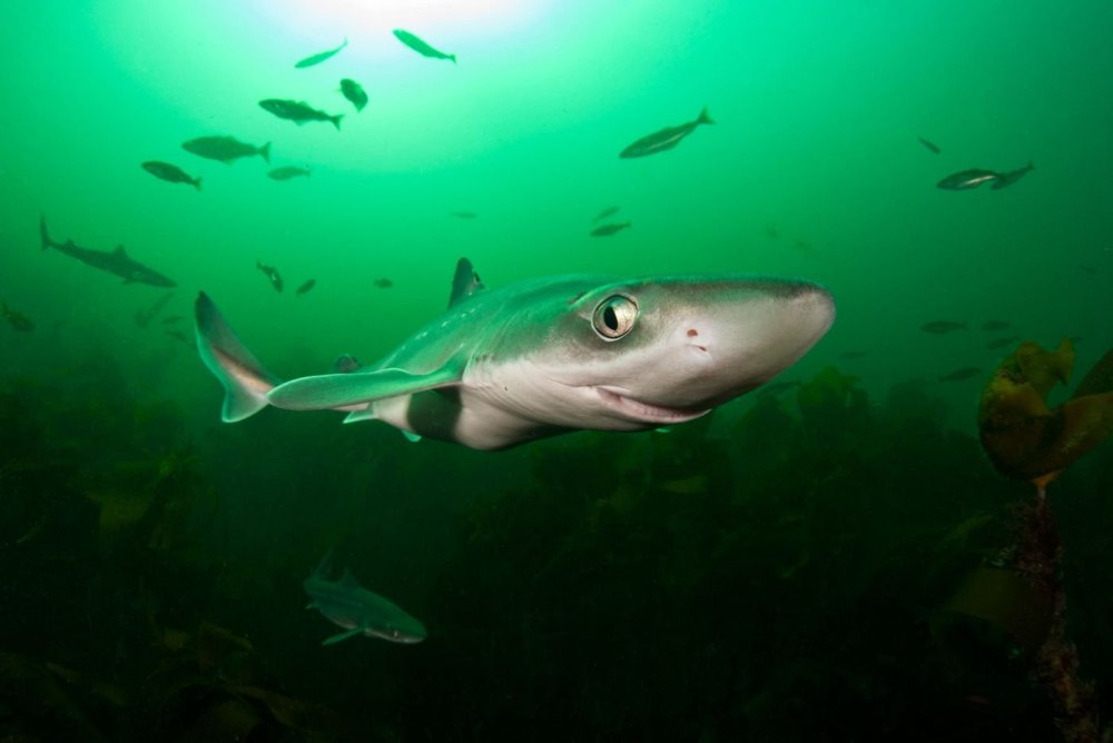 Колючая акула Катран