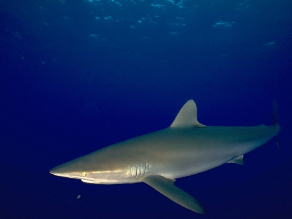 Колючая акула Катран