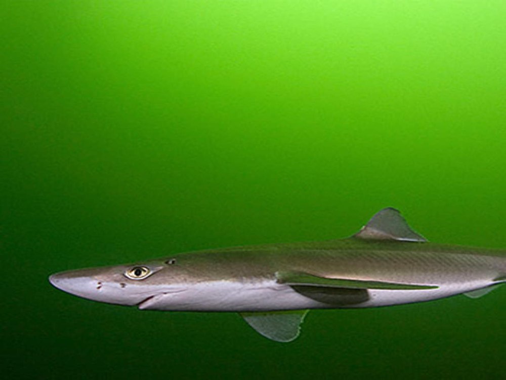 Черноморская акула Катран