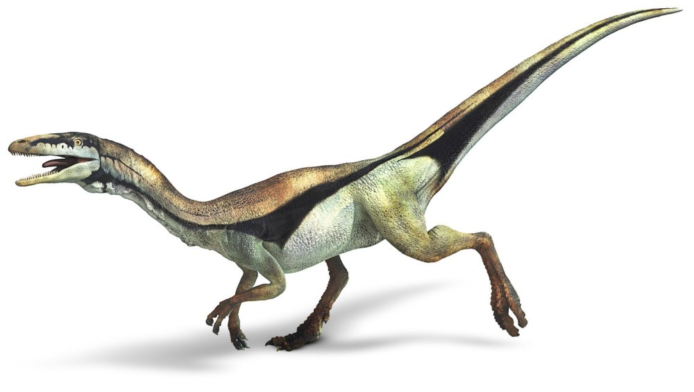 Compsognathus динозавр