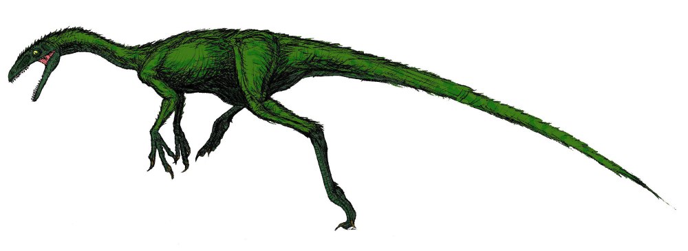 Coelurus fragilis