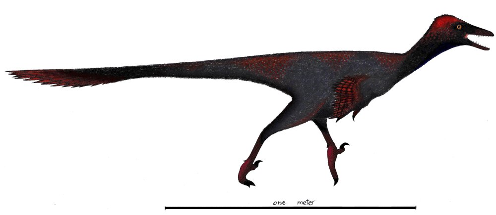 Sinusonasus