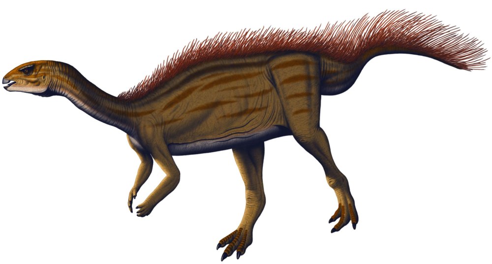 Dryosaurus Altus