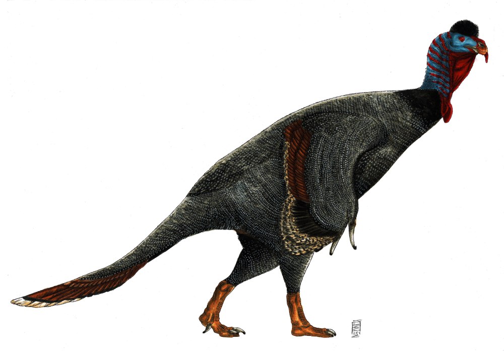 Нотроних (Nothronychus)