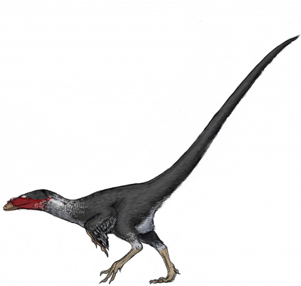 Coelurus динозавр