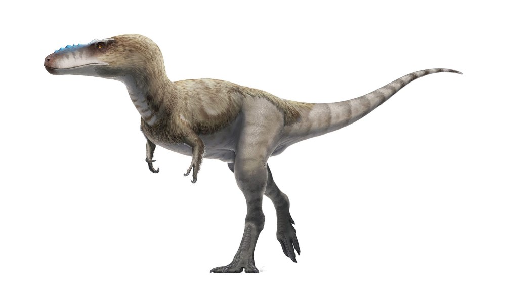 Alioramus Altai