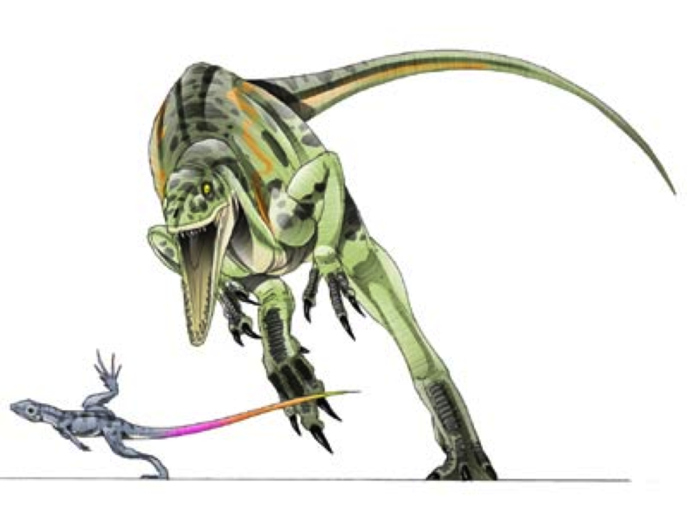 Coelurus fragilis