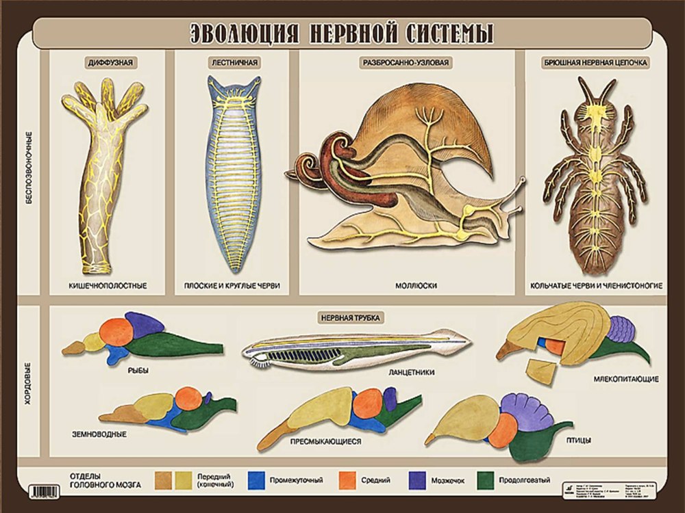 Вторичноротые