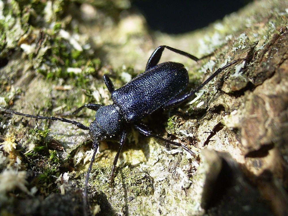 Жук Callidium violaceum