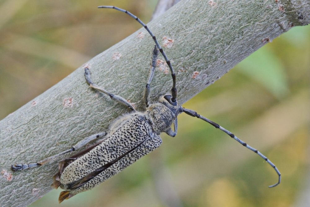 Saperda carcharias половой диморфизм