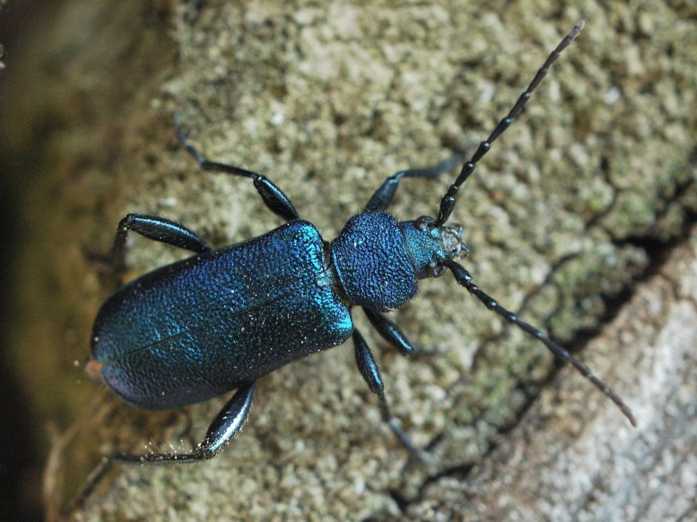 Усач фиолетовый (Callidium violaceum l.)