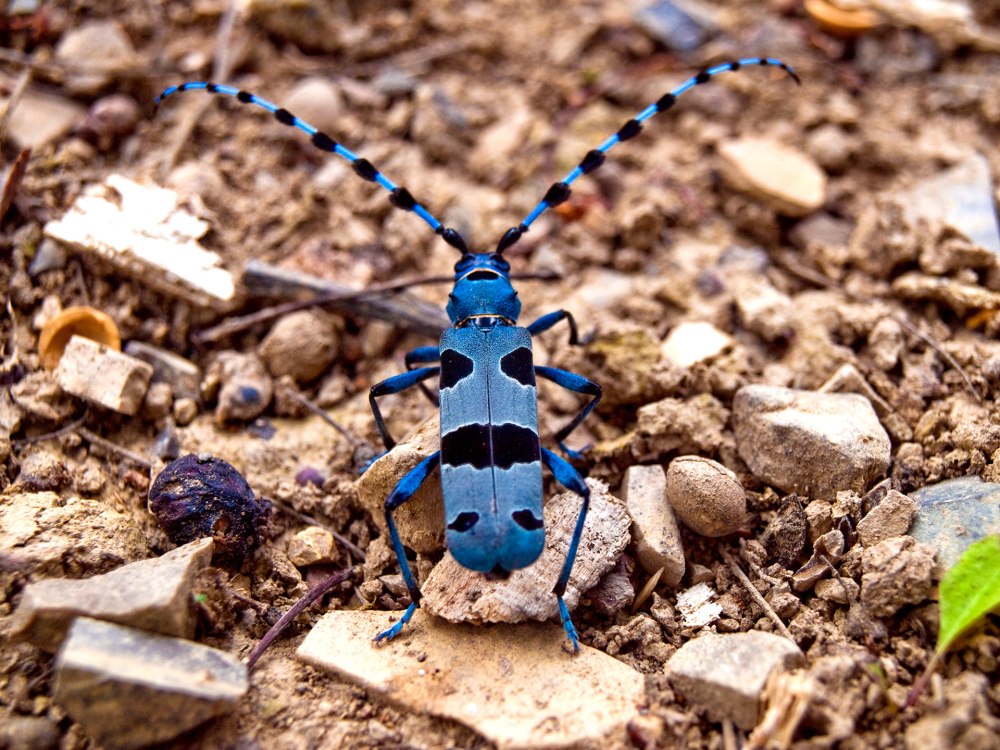 Альпийский усач (Rosalia Alpina)