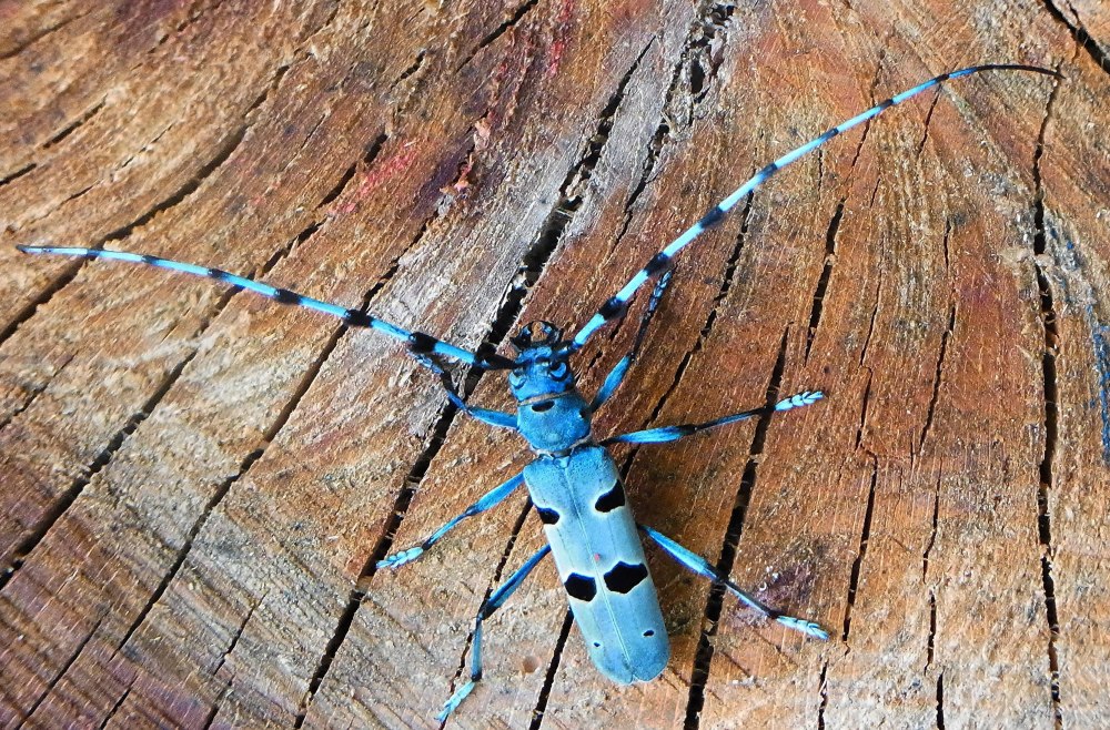 Альпийский усач (Rosalia Alpina)