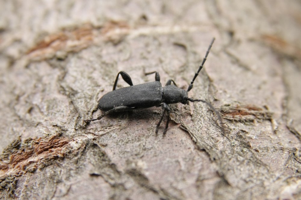 Жук усач Moechotypa diphysis