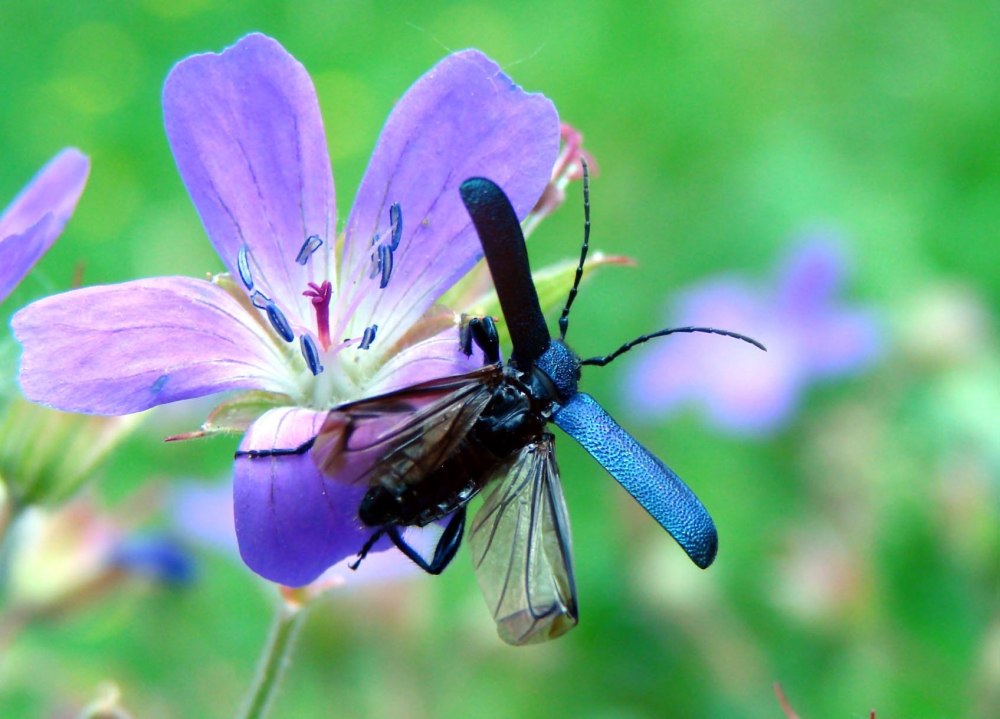 Жук Callidium violaceum