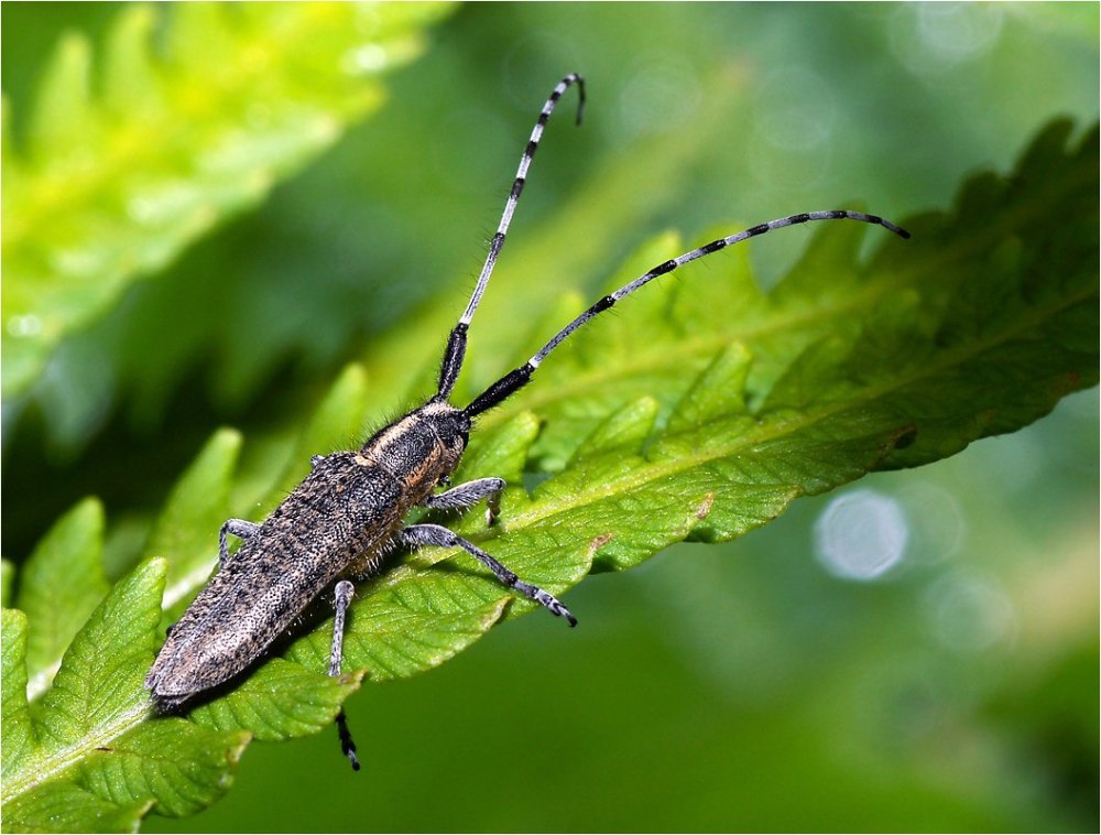 Agapanthia villosoviridescens