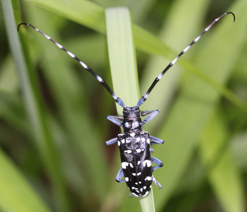Китайский усач Anoplophora chinensis Forster