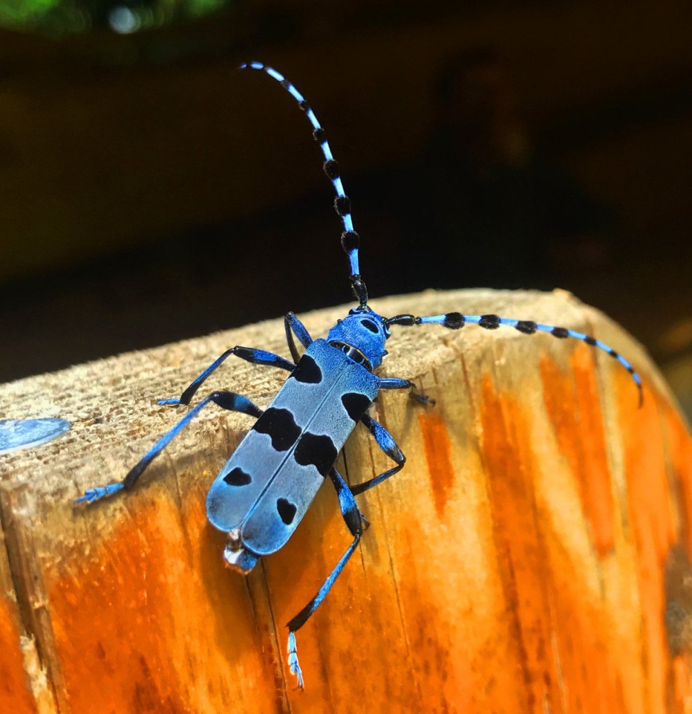 Альпийский усач (Rosalia Alpina)
