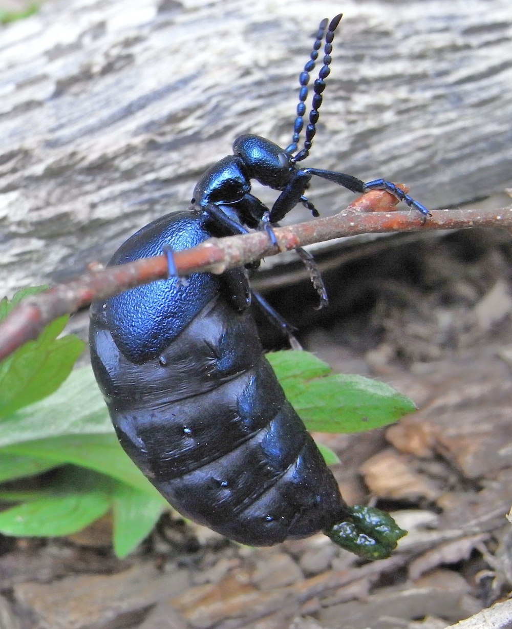 Жук Meloe violaceus