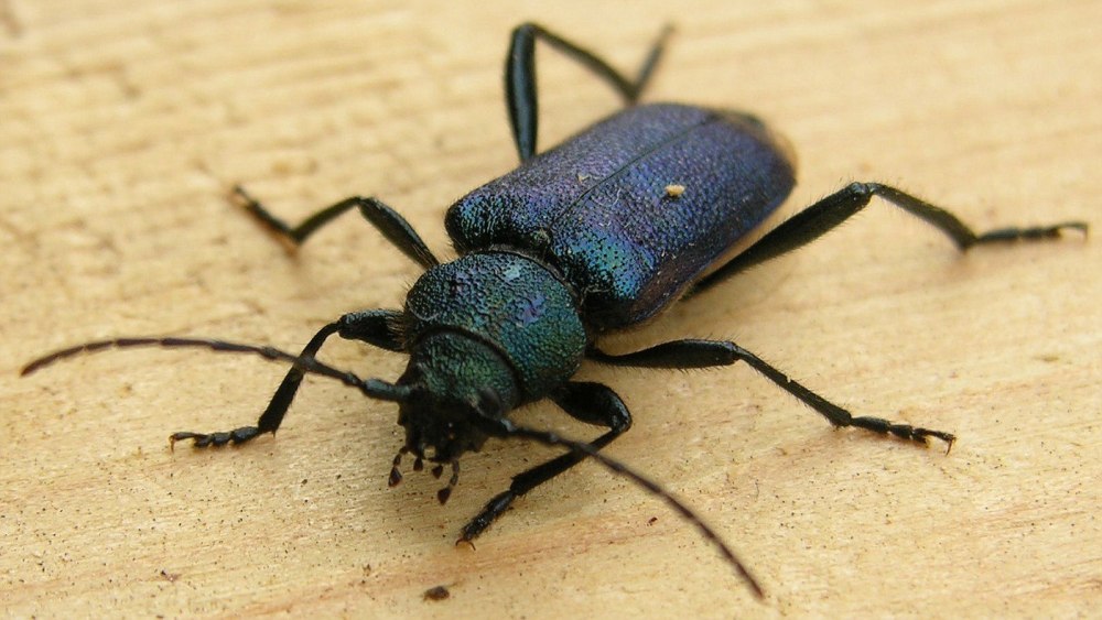 Жук Callidium violaceum
