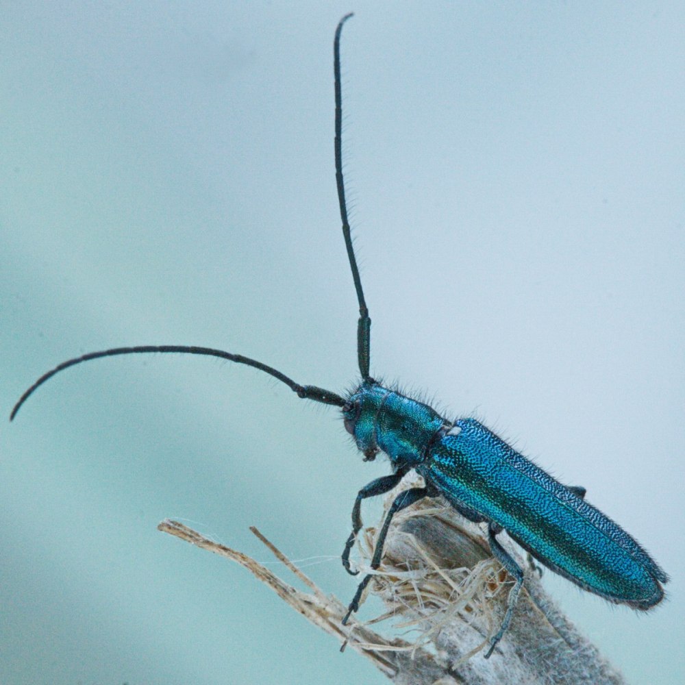 Agapanthia violacea