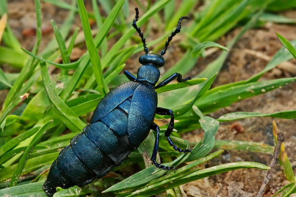 Жук Meloe violaceus