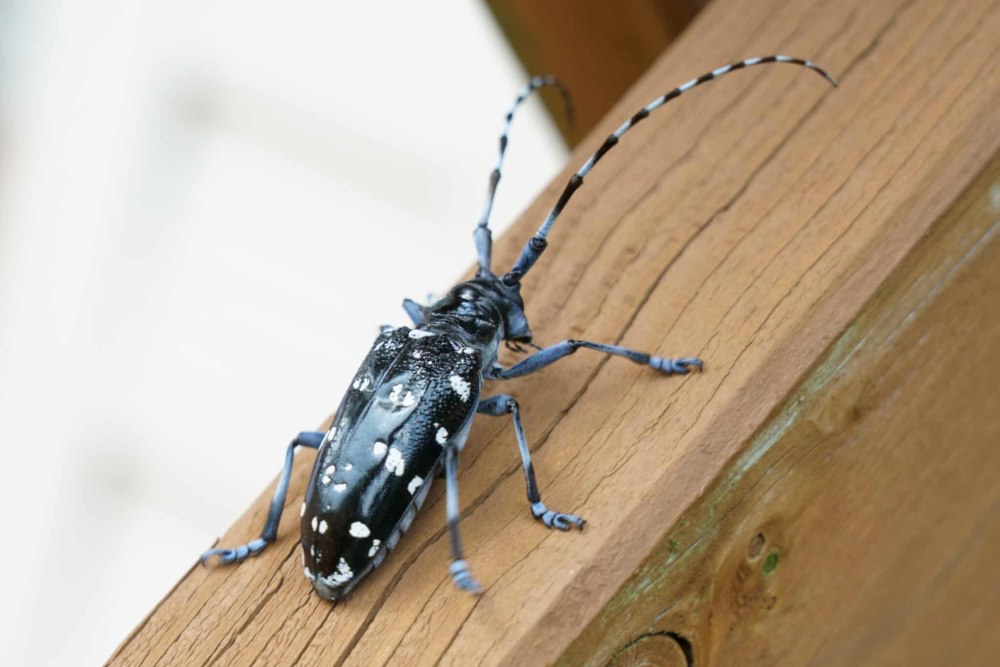Chirping Longhorn Beetle