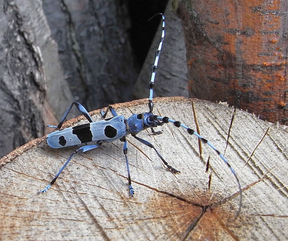 Жук усач Acanthocinus aedilis