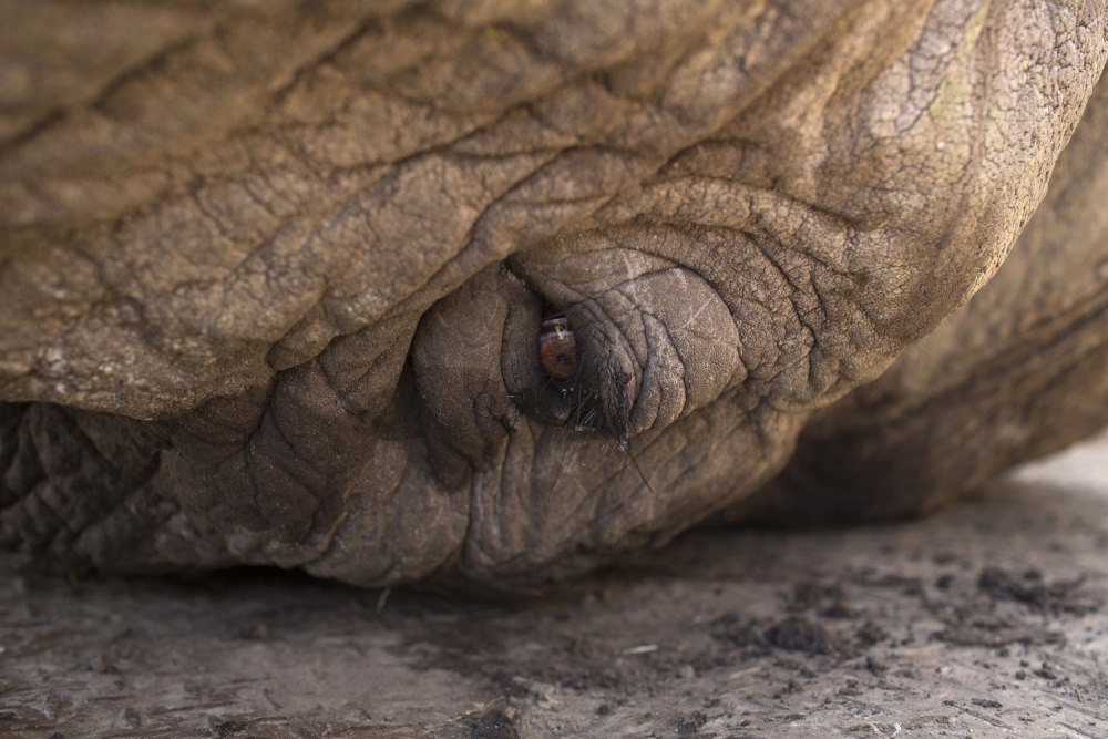 Elephant Junk