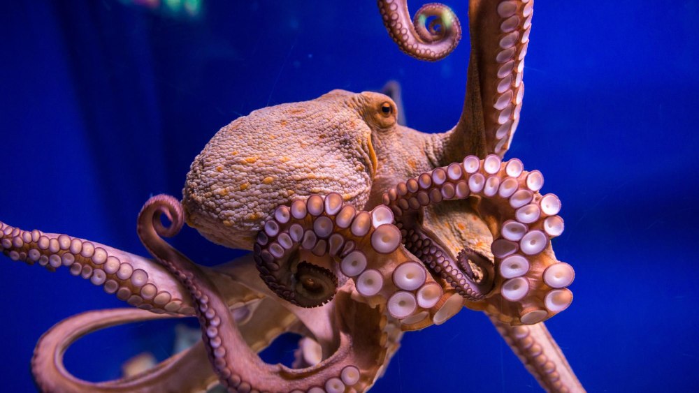 Осьминог Octopus vulgaris