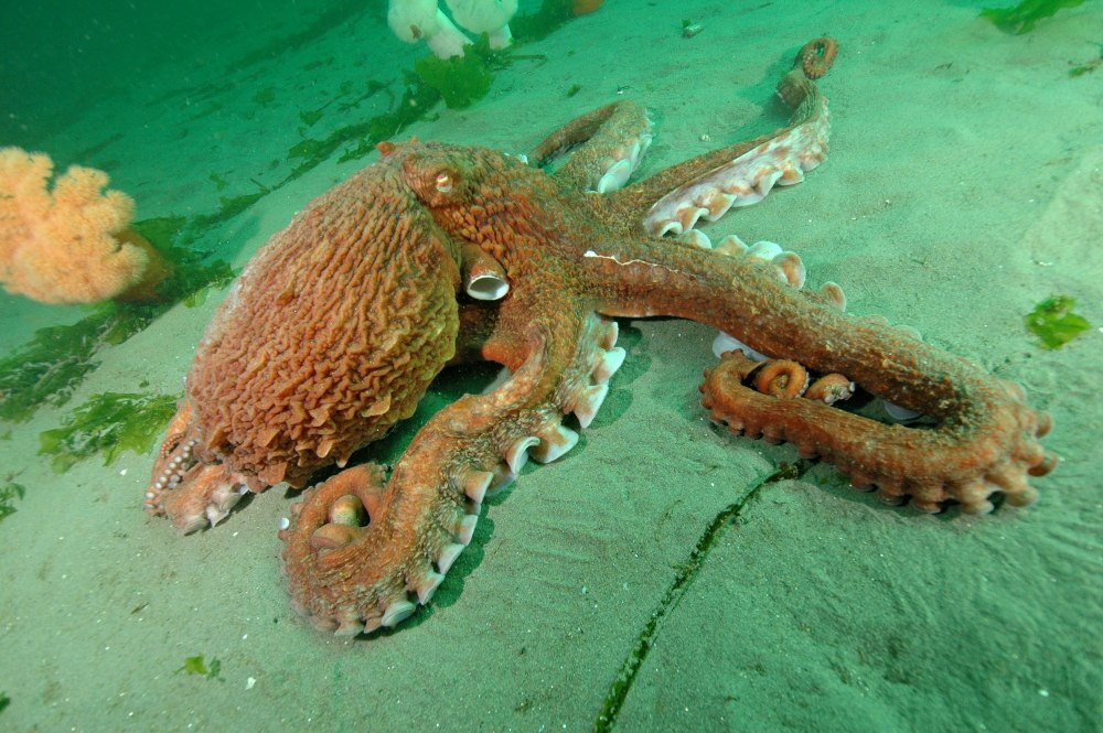 Giant Pacific Octopus