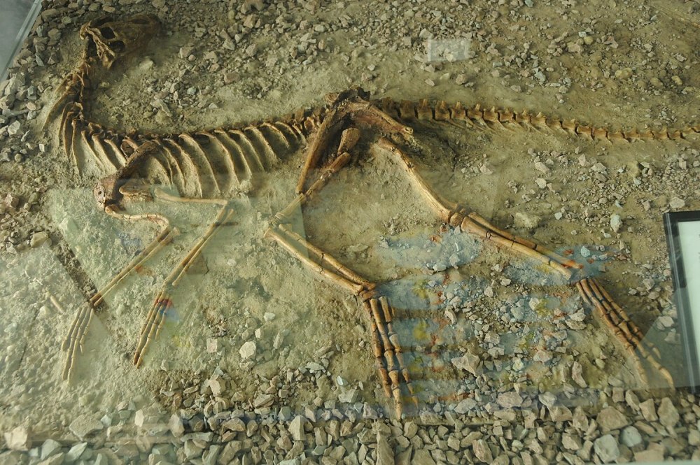Силезавр. Silesaurus opolensis