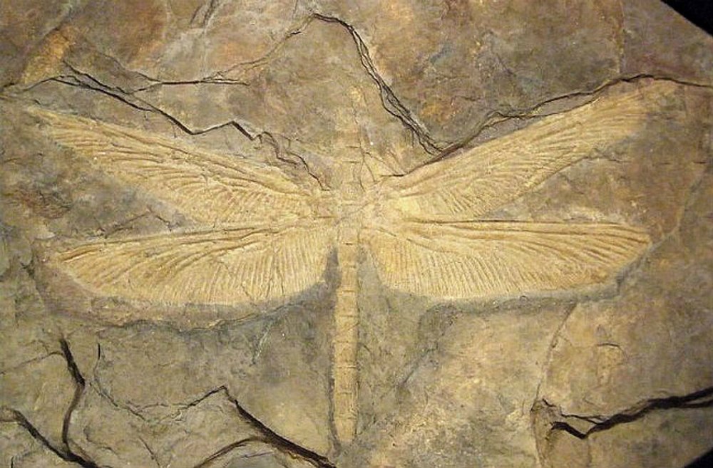 Древняя Стрекоза Меганевра