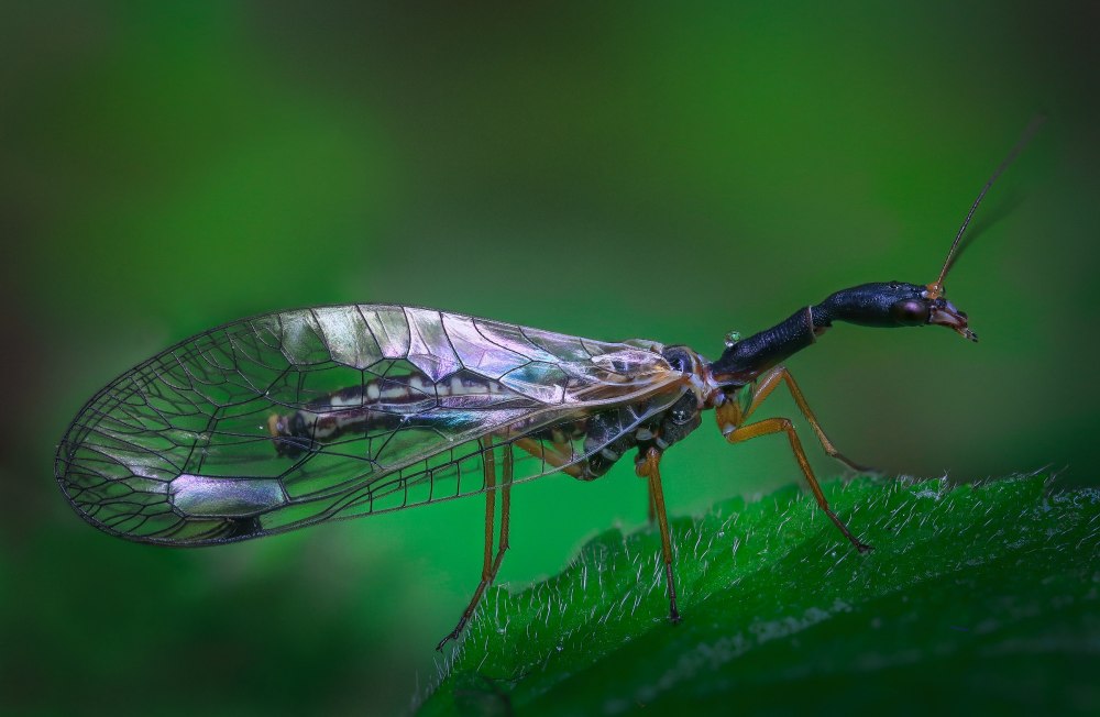 Верблюдка тонкоусая