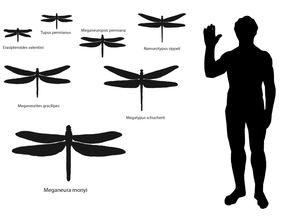 Meganeuropsis permiana