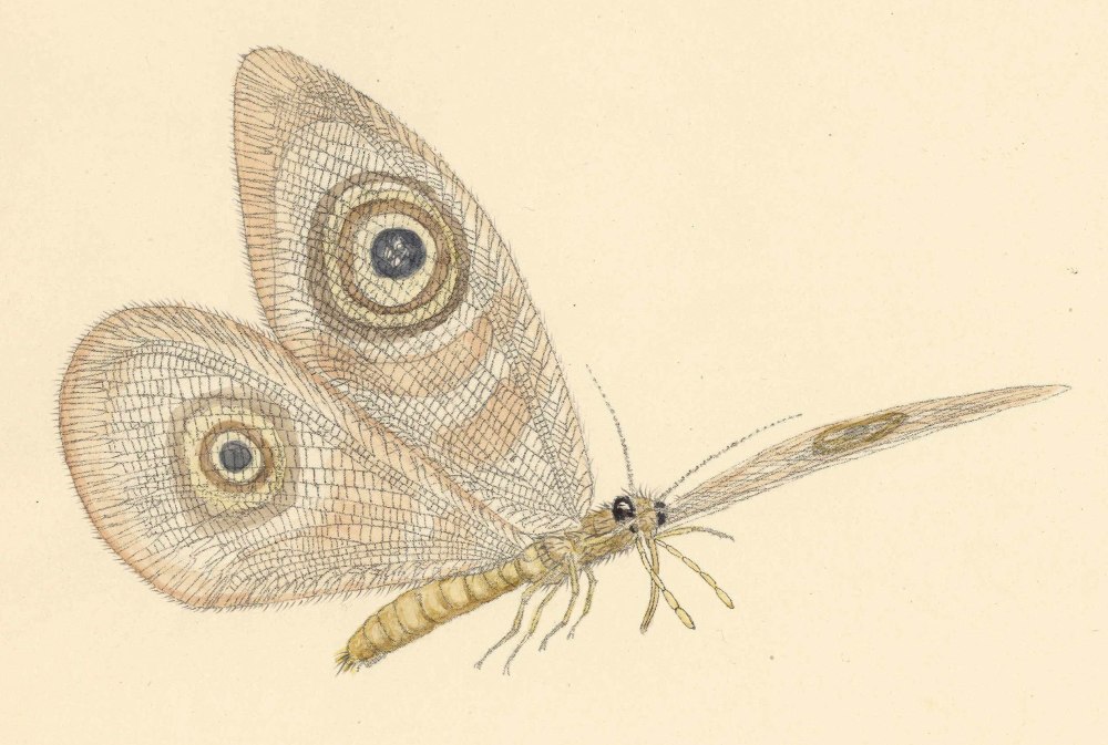 Древние насекомые