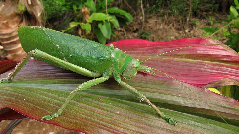 Титаноптер