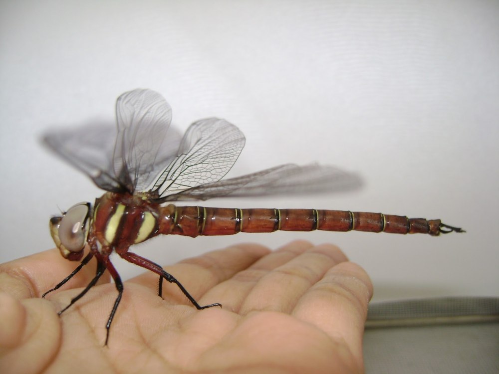 Tetracanthagyna plagiata