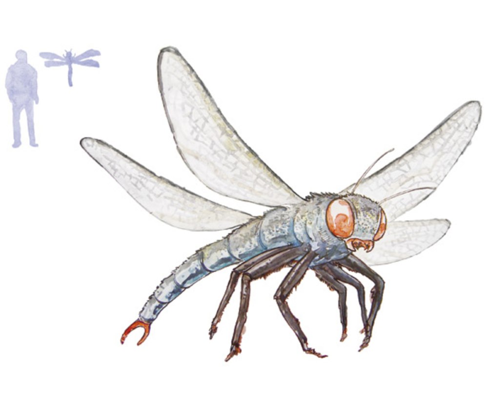 Личинка меганевры