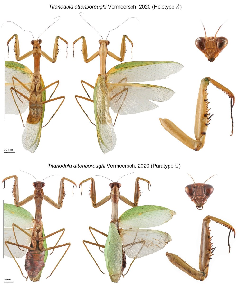 Энтомология почвы