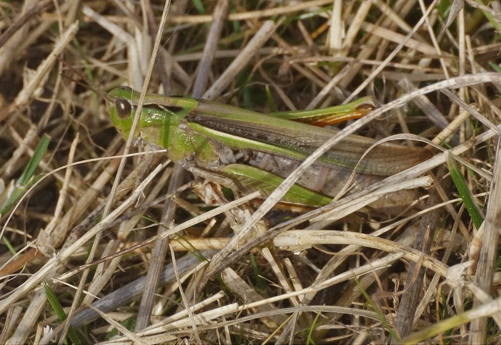 Кузнечики в Австралии