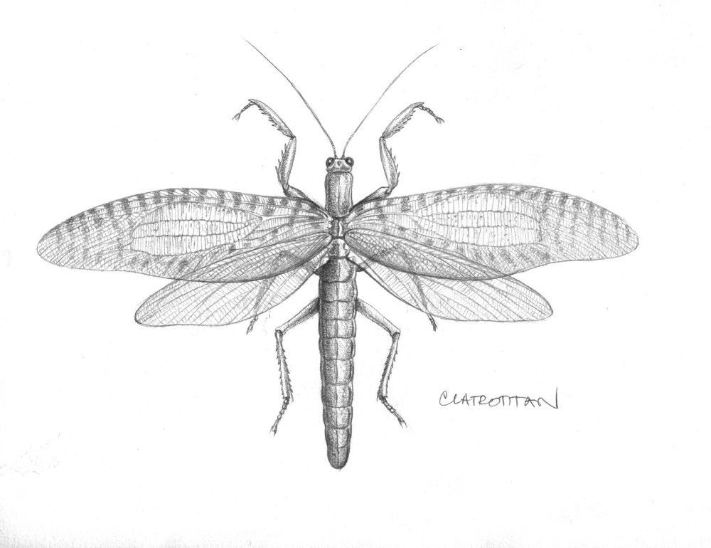 Стрекоза палеодиктиоптера