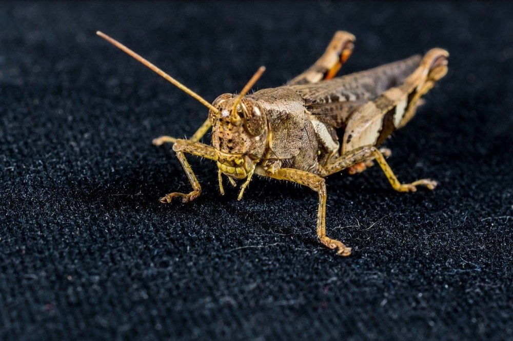 Гигантский кузнечик